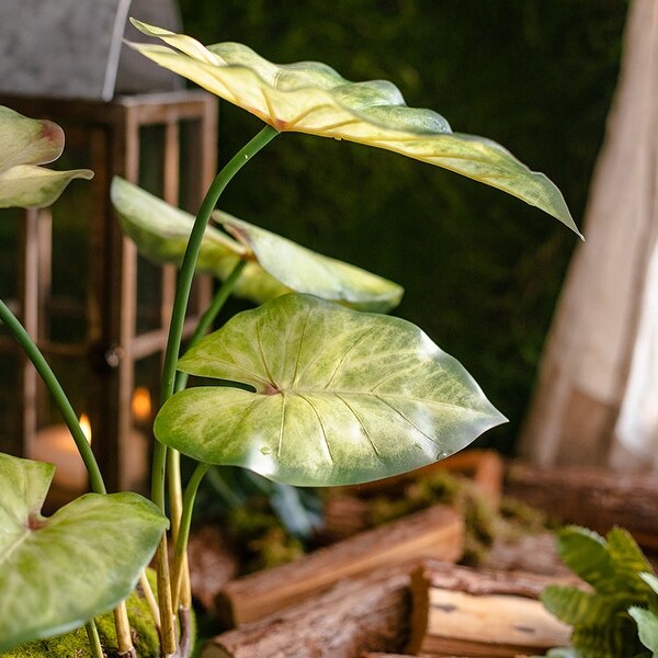 RusticReach Faux Rooted Bunch Alocasia 19 Tall