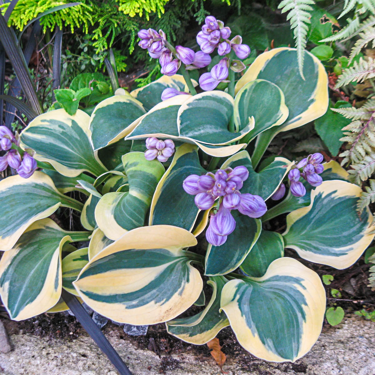 Mighty Mouse Hosta Dormant Bare Root Perennial Roots (3-Pack)