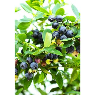 BUSHEL AND BERRY 10 in. Bushel and Berry Sapphire Cascade Fruit Bearing Potted Blueberry Plant in Hanging Basket O8924H1