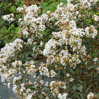 national PLANT NETWORK 3 gal. Crape Myrtle Natchez Shrub with White Flowers HD1832