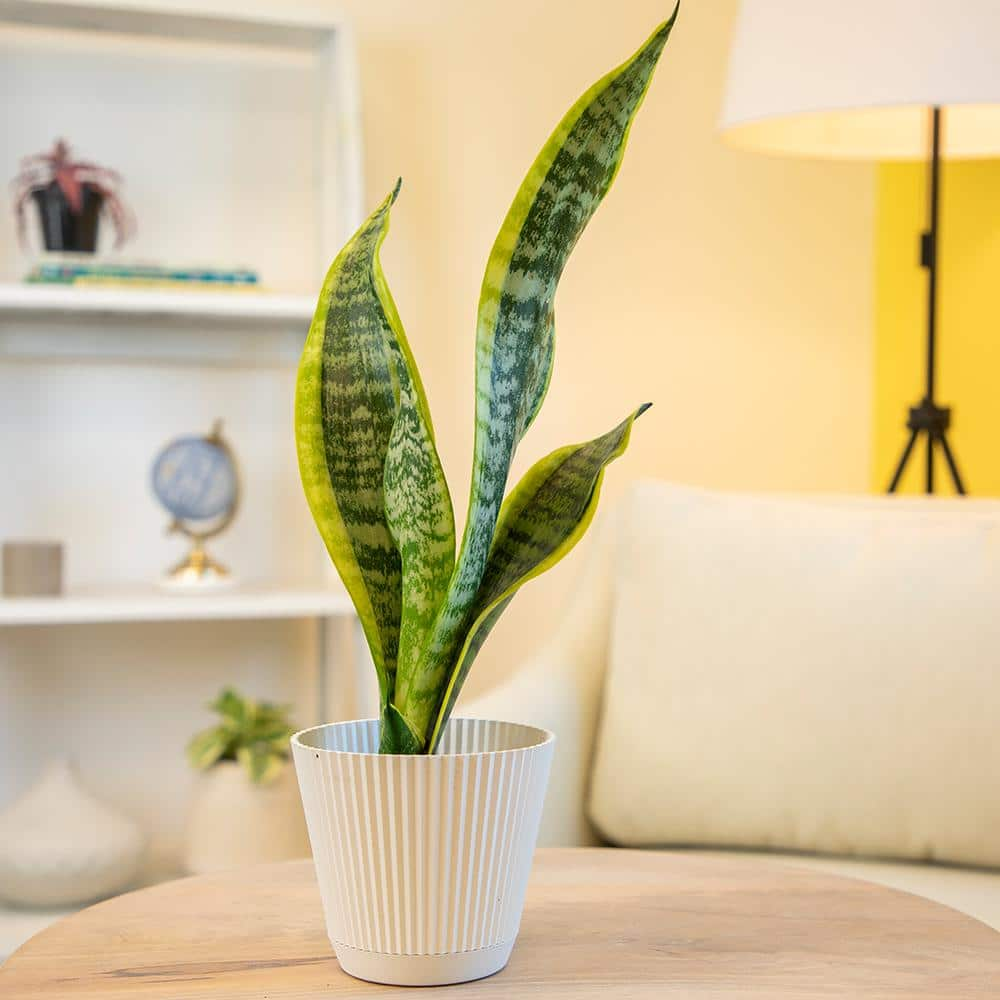 SMART PLANET Striped and Variegated Live Snake Plant (Sansevieria Laurentii) Air Purifying Houseplant in 4.25 in. Grower Pot 0880027