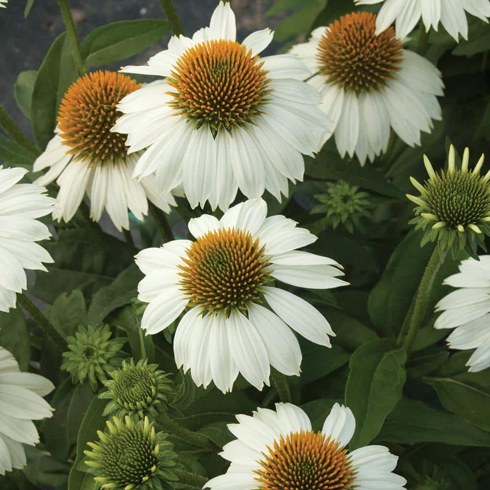 2 Gal. White Coneflower Plant 15861