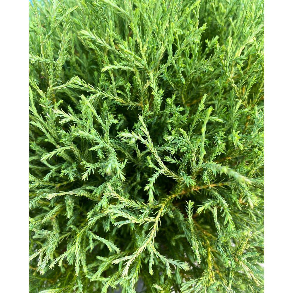 2.5 qt. Mr. Bowling Ball Arborvitae Evergreen Shrub (1-each) O884201