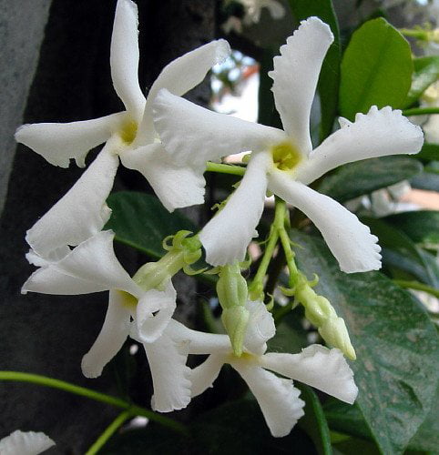 Confederate Star Jasmine Plant - 6