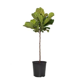 national PLANT NETWORK Standard Fiddle Leaf Fig (Ficus) in 3G Grower Container HD1362