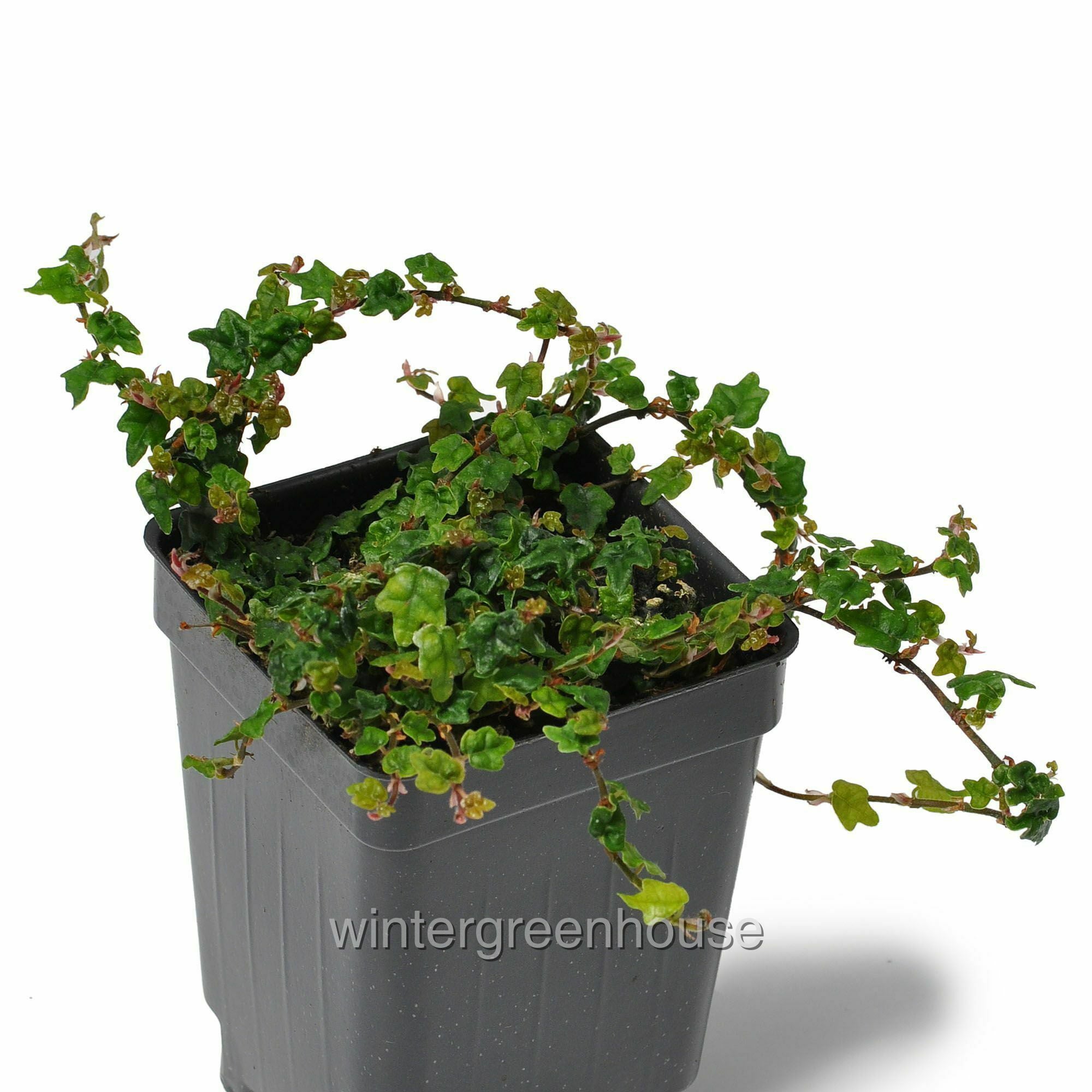 Ficus Pumila， Quercifolia Minima， Tiny Oak Leaf Creeping Fig - Pot Size: 3