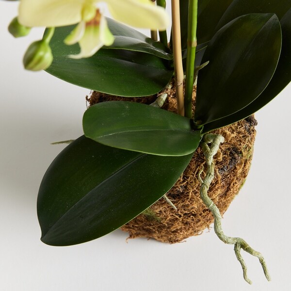 Handcrafted Phalaenopsis Orchid 30 inch Tall DropIn