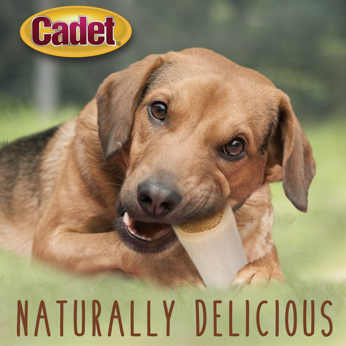 Cadet Double Stuffed Shin Bacon and Cheese Bones Dog Treats， Small