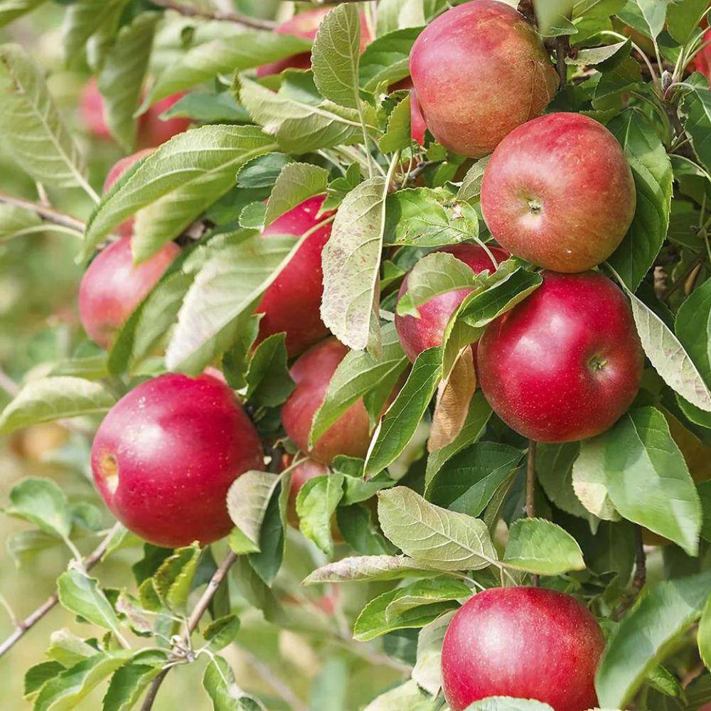 5 gal. Red Rome Beauty Apple Tree APPROM05G
