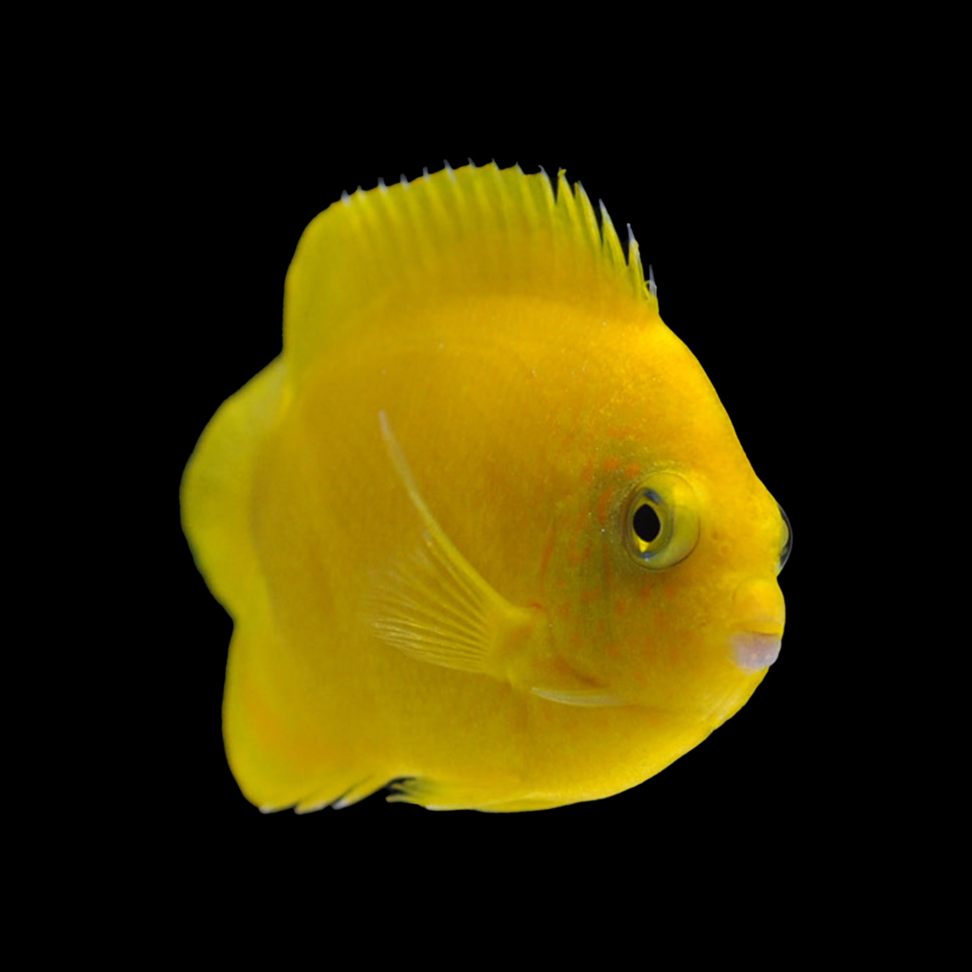 Yellow Angelfish (Centropyge heraldi)