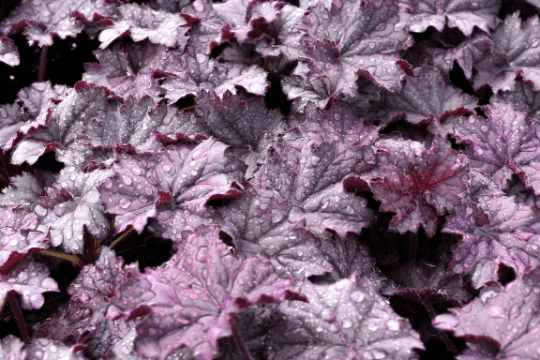 Mixed Heuchera， 3 plugs， one plant per plug