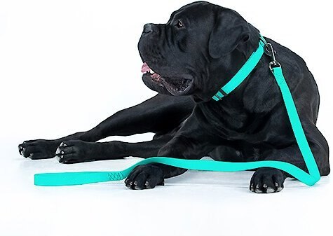 WAUDOG Glows In The Dark Dog Leash