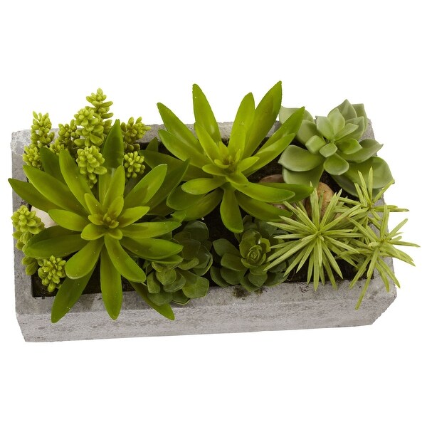 Succulent Garden with Concrete Planter