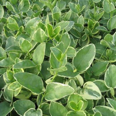 Classy Groundcovers - Variegated Greater (Large Leaf) Periwinkle Big Leaf Periwinkle/Myrtle {25 Pots - 3 1/2 inch Square}