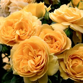 VAN ZYVERDEN Roses Julia Child Roses Bloom Color Yellow (1 Root Stock) 83897