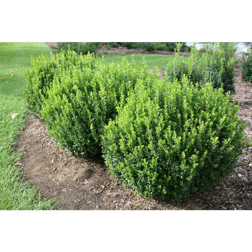 PROVEN WINNERS 2 Gal. Sprinter Boxwood (Buxus) Live Evergreen Shrub Green Foliage 20860