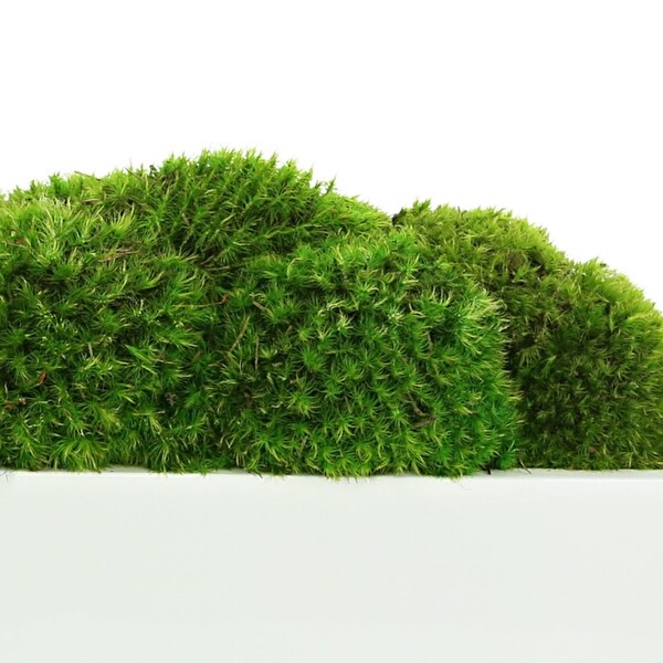 Mood Moss Arrangement in a Fiberstone Planter