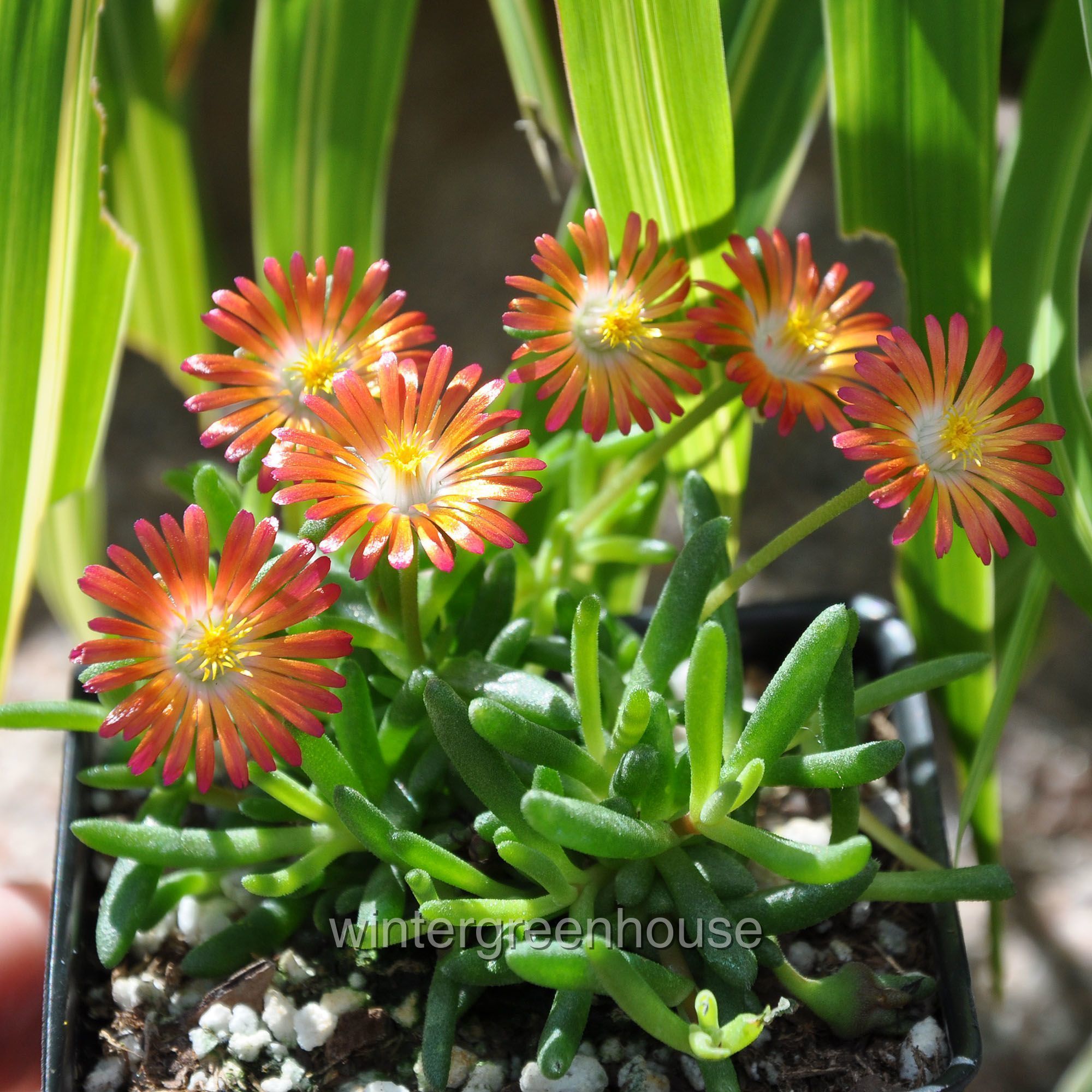 Delosperma HotCakes， Pumpkin Perfection， Ice Plant - Pot Size: 3