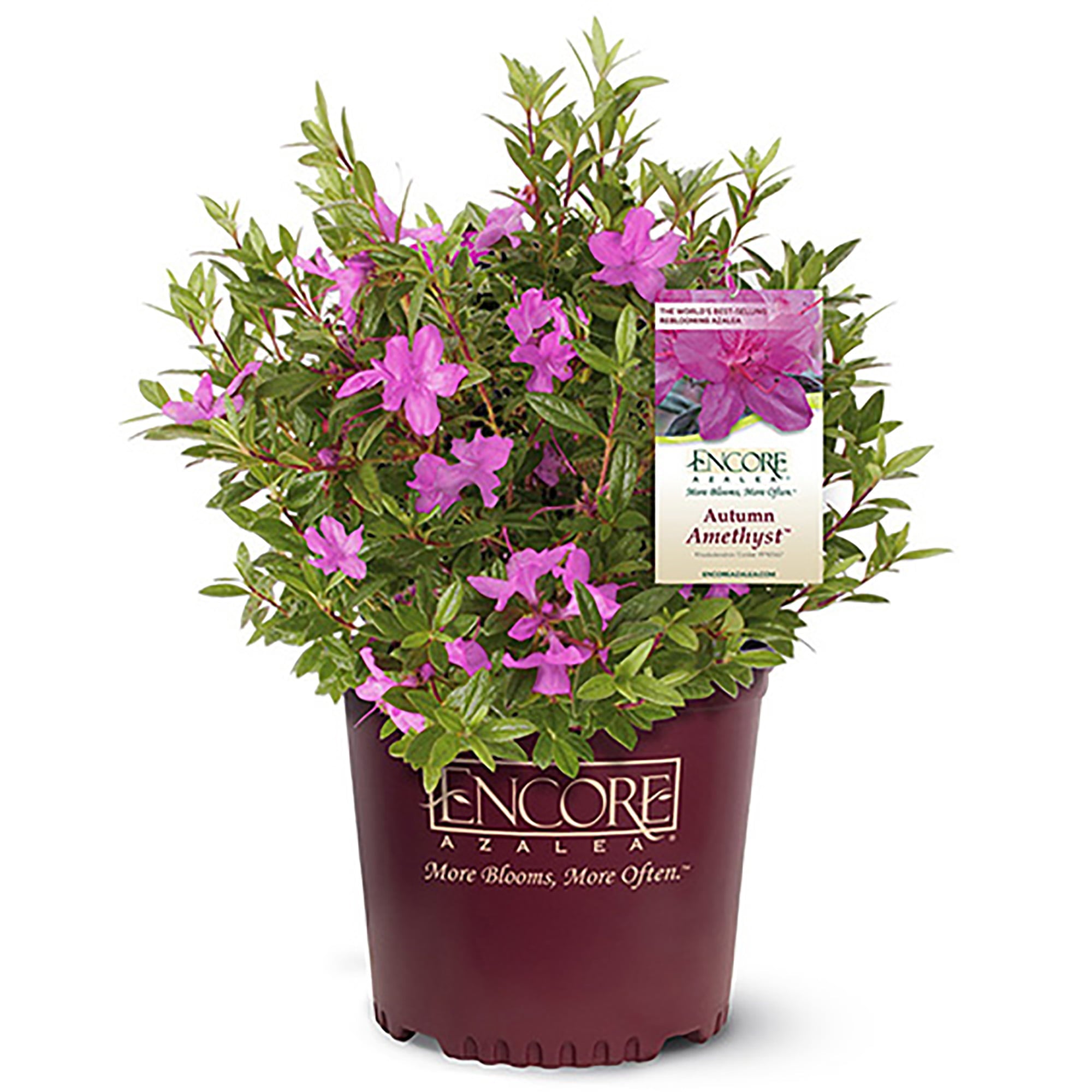 Encore Azalea Autumn Amethyst Shrub 2 Gallon