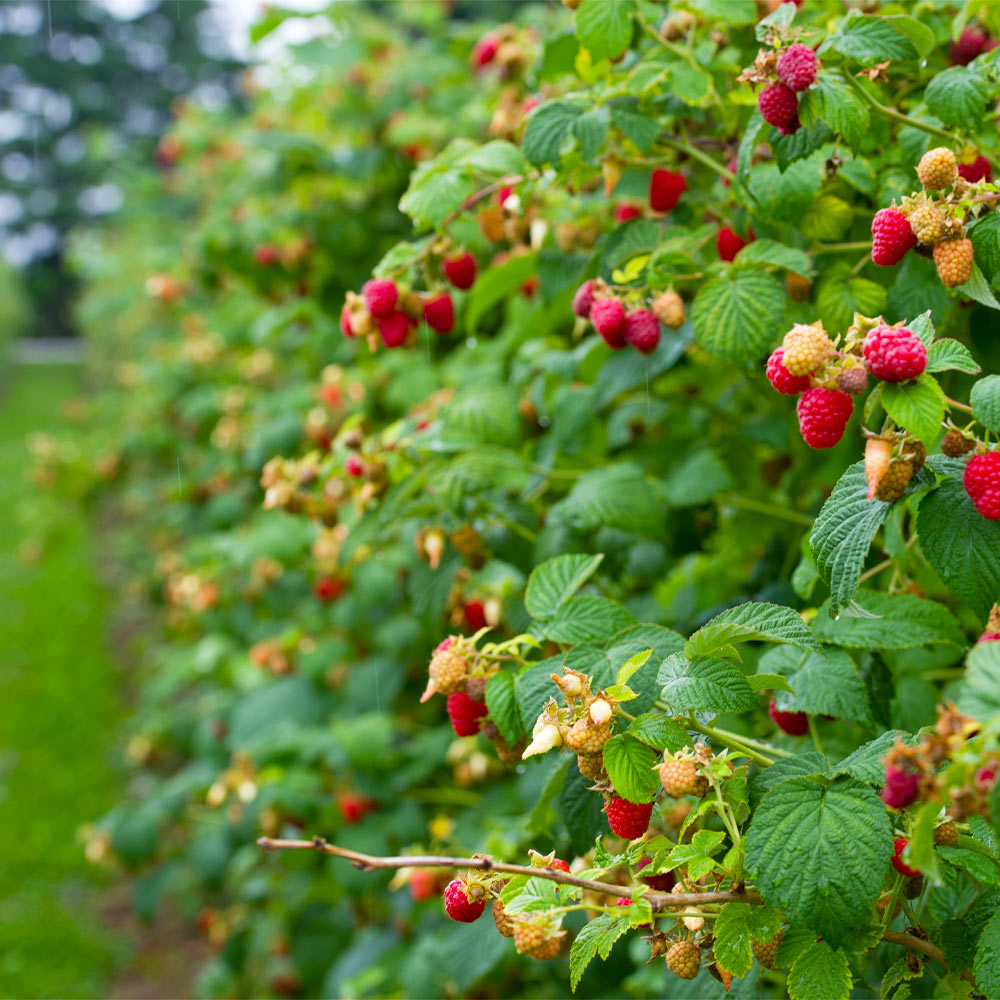 Heritage Everbearing Raspberry Plant