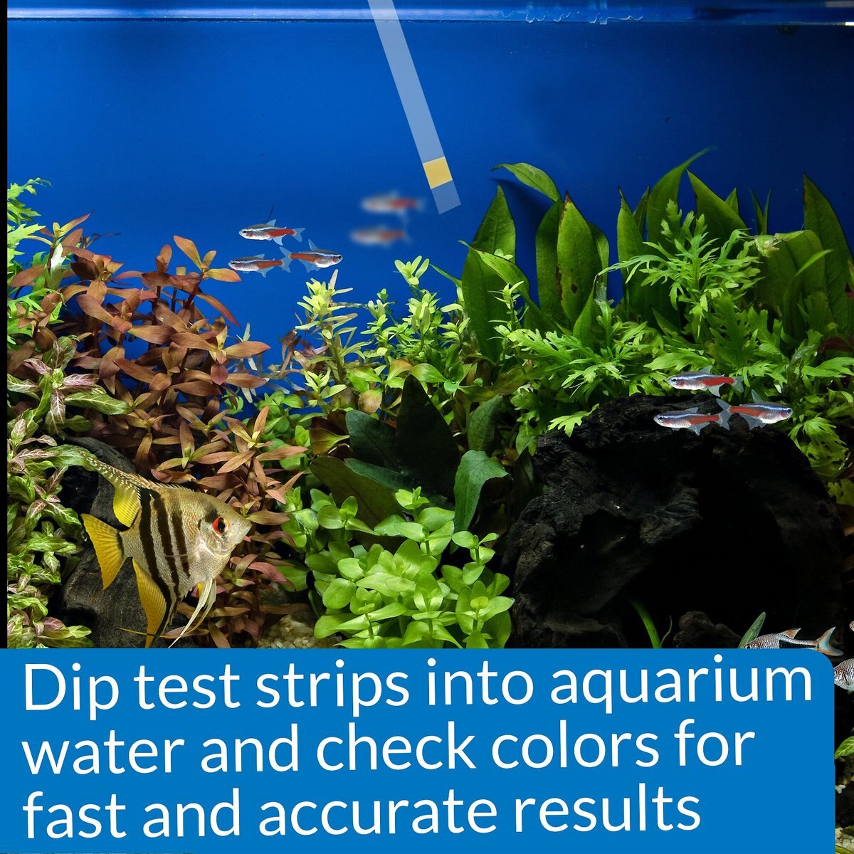 API Ammonia NH3/NH4 Freshwater and Saltwater Aquarium Test Strips