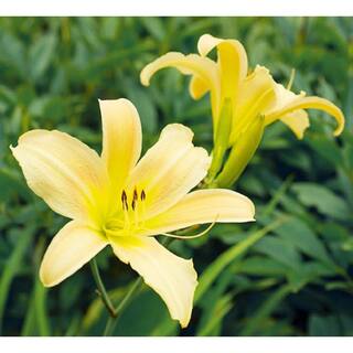 Pure Beauty Farms 2 Gal. Hermocallis Daylily Assorted Color in 12 in. Growers Pot BOPIS3458