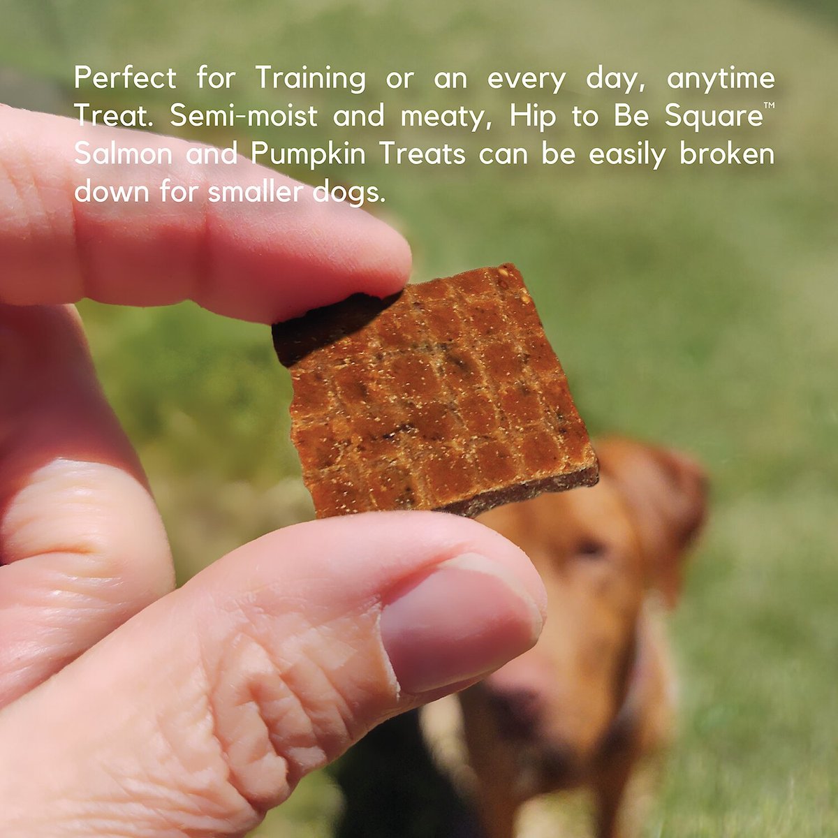 Lucy Pet Products Hip To Be Square Salmon and Pumpkin Formula Grain-Free Dog Treats