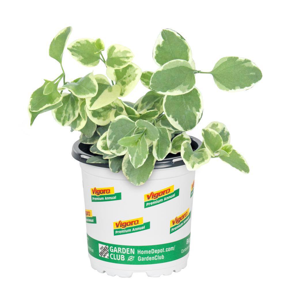 Vigoro 1 Pt. Vinca Major Ground Cover Plant 68893