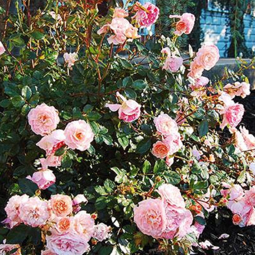 Apricot Drift Rose (2 Gallon) Low-Growing Deciduous Flowering Shrub - Full Sun Live Outdoor Plant