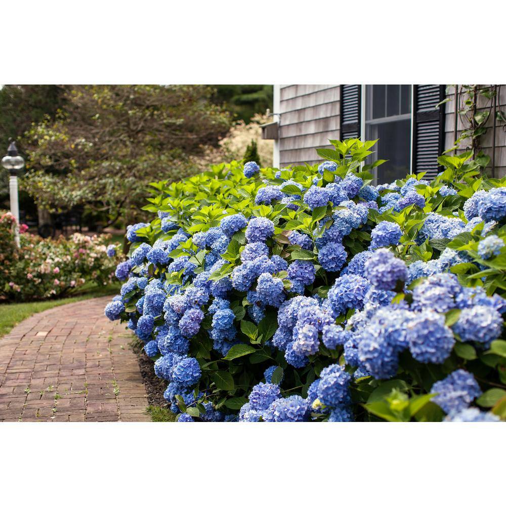 Brighter Blooms 2 Gal. The Original Reblooming Hydrangea Flowering Shrub with Pink or Blue Flowers HYD-END2