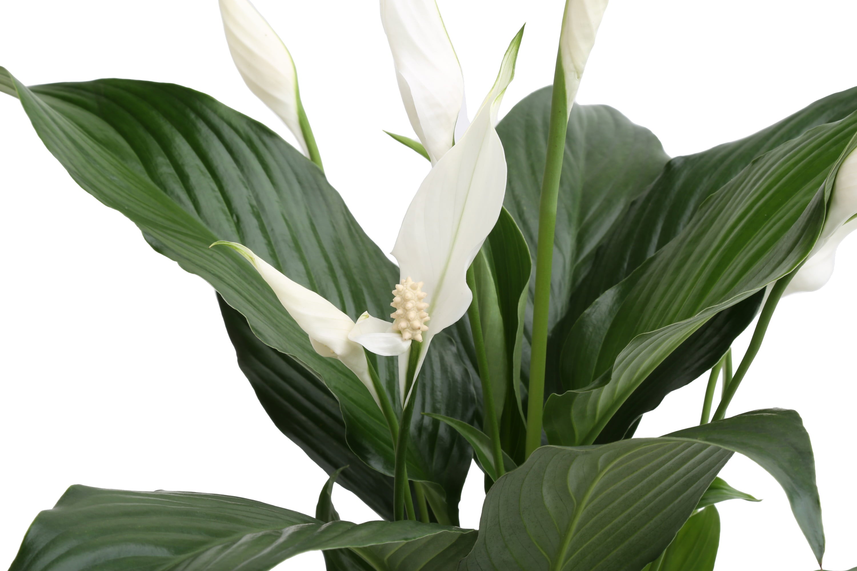 Costa Farms  Live Indoor 15in. Tall White Peace Lily; Bright， Indirect Sunlight Plant in 6in. Gift Wrap