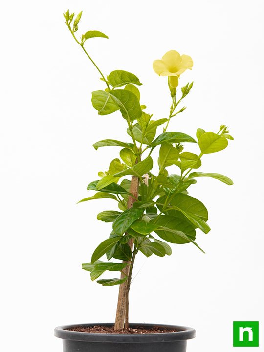 Allamanda Creeper, Pentalinon luteum (Yellow) - Plant