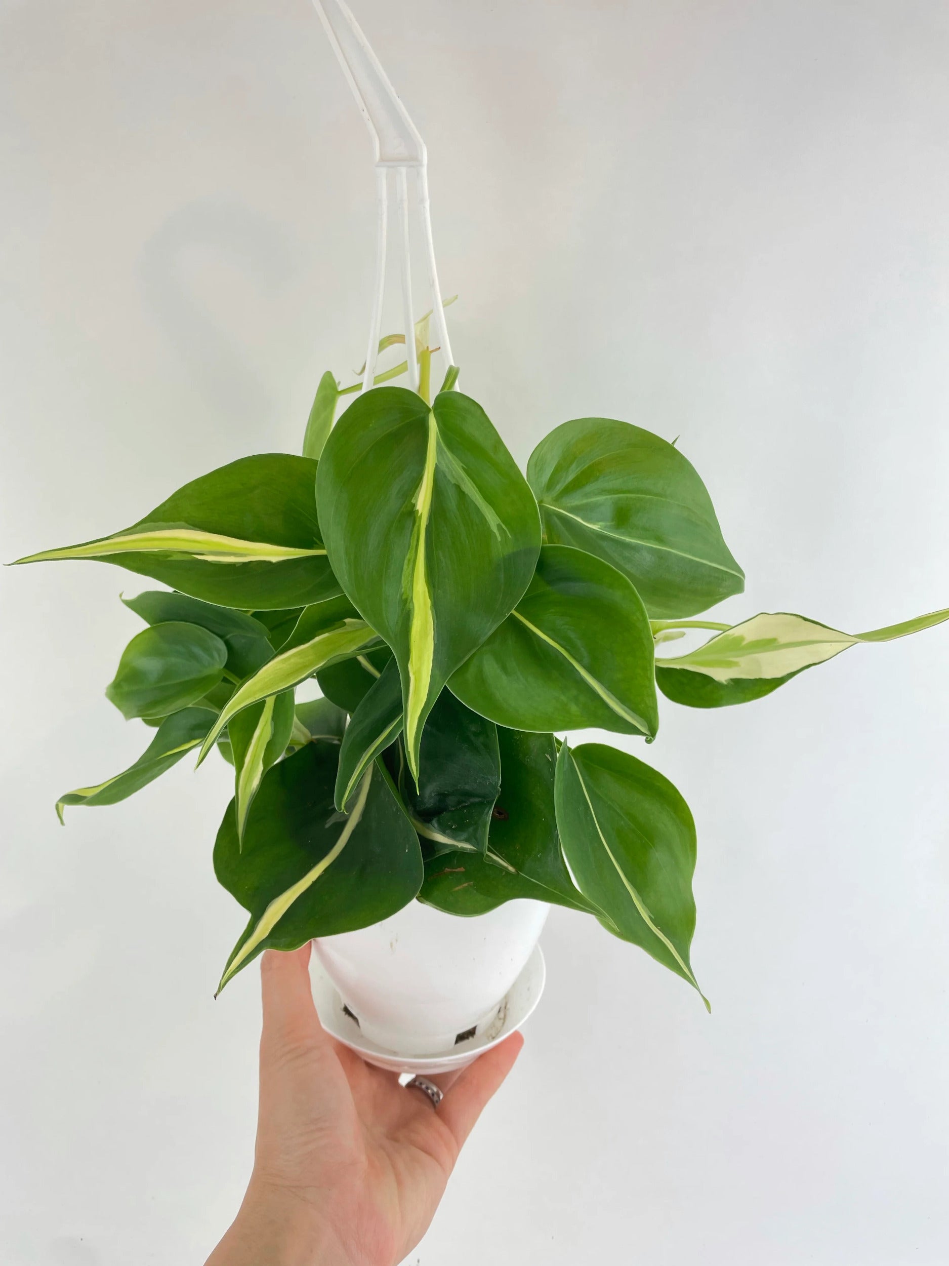 Philodendron Hederaceum Silver Stripe