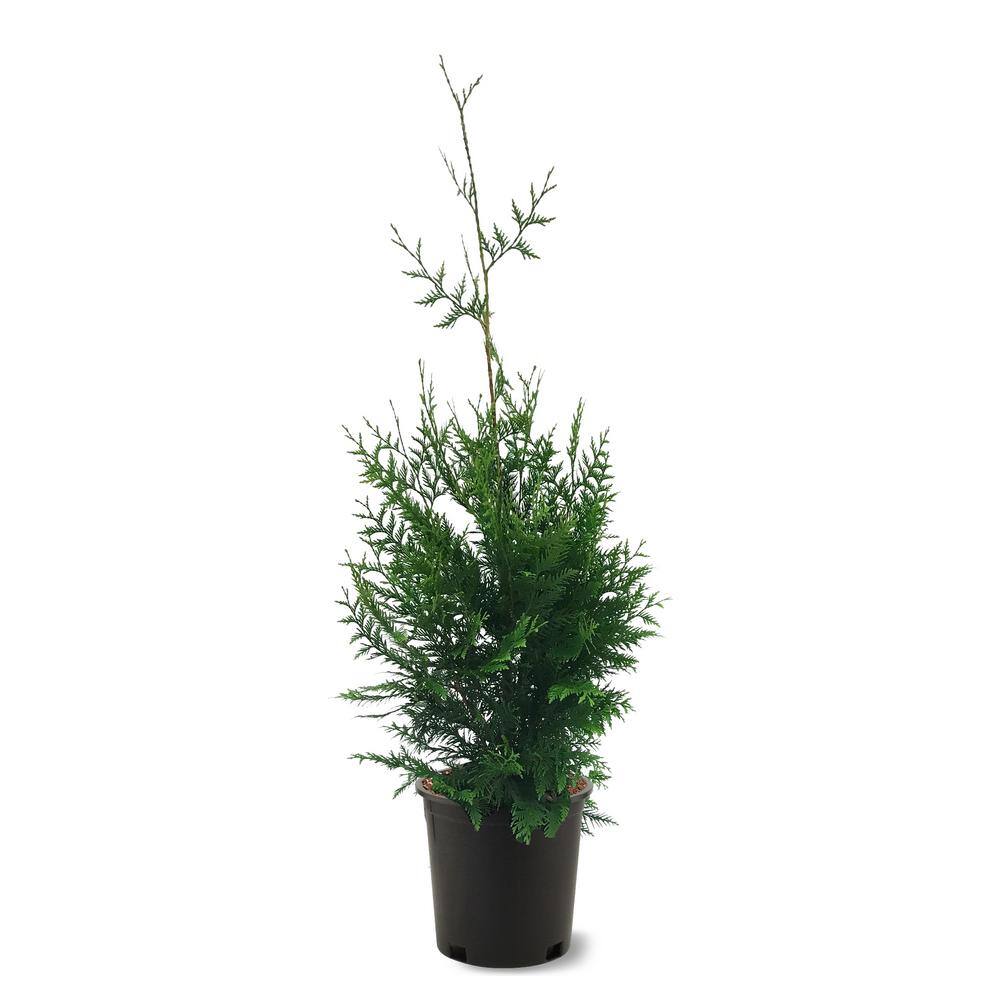 #3 Pot Thuja Green Giant Arborvitae Border Tree THUGRE03G