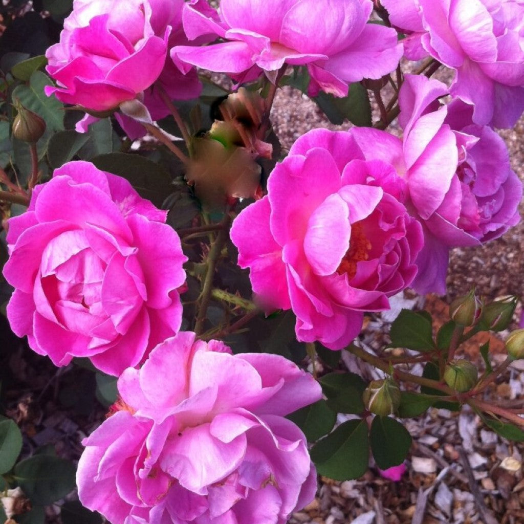 Brindabella First Lady Rose