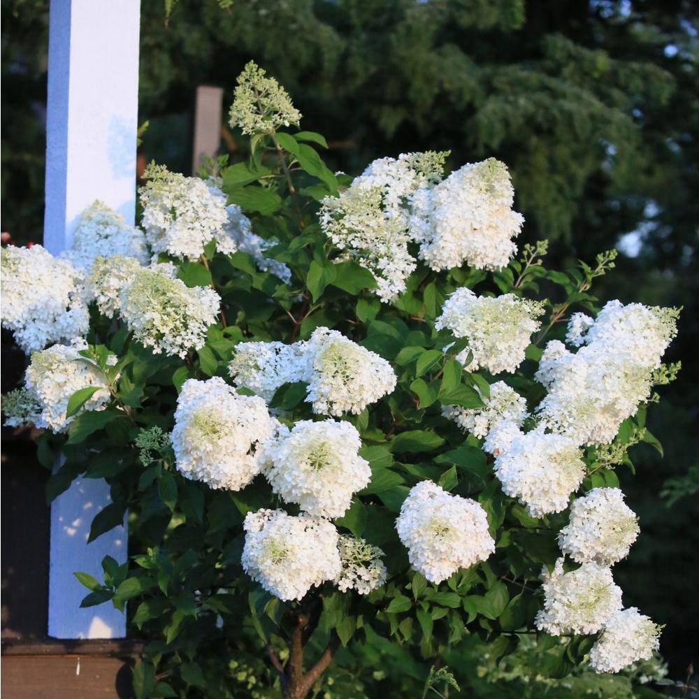 FLOWERWOOD 2 Gal. Hydrangea Limelight Shrub- Pink Red and Burgundy Blooms 26422