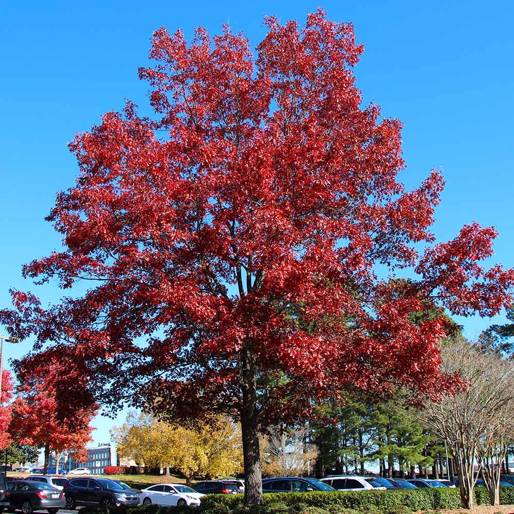 Shumard Oak Tree