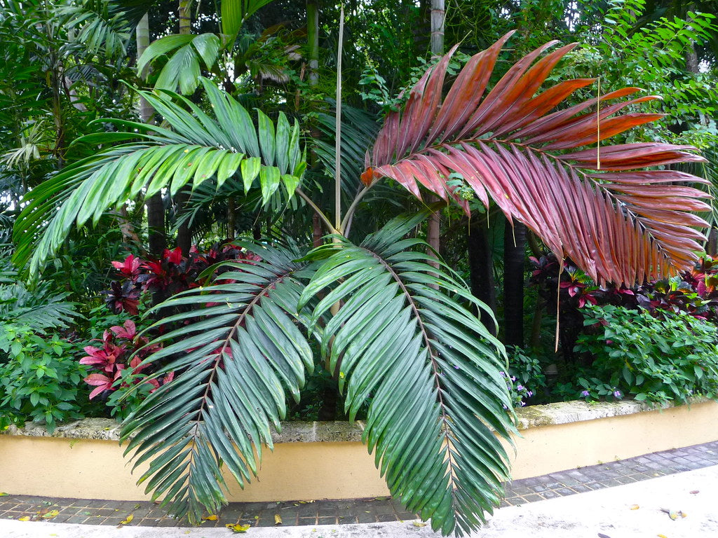 Wekiva Foliage - Red Flame Palm - Live Plant in a 3 Gallon Growers Pot - Chambeyronia Macrocarpa - Extremely Rare Ornamental Palms from Florida