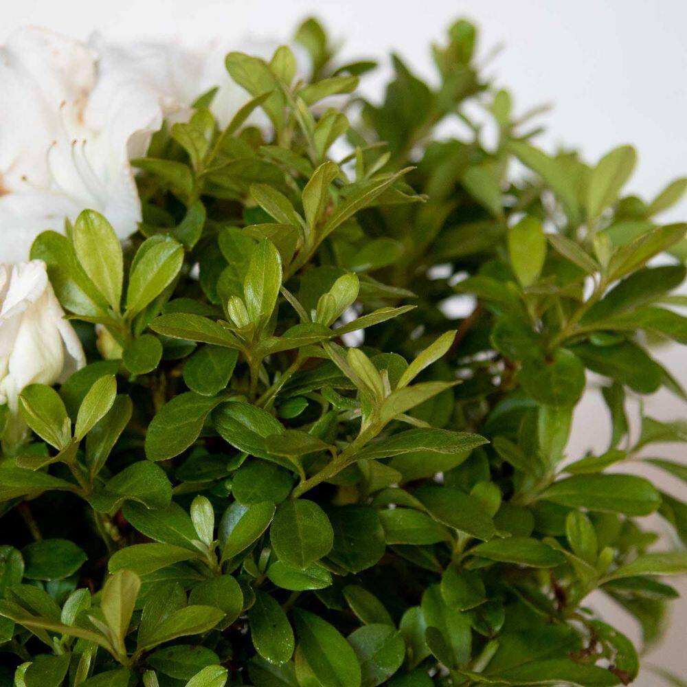 ENCORE AZALEA 1 Gal. Autumn Angel Shrub with Clear White Reblooming Flowers 80631