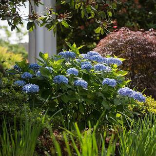 Endless Summer 1 Gal. The Original Reblooming Hydrangea Flowering Shrub with Pink or Blue Flowers 10530