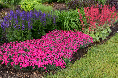 0.65 Gallon Paint The Town Magenta (Dianthus) Live Plant， Purple Flowers