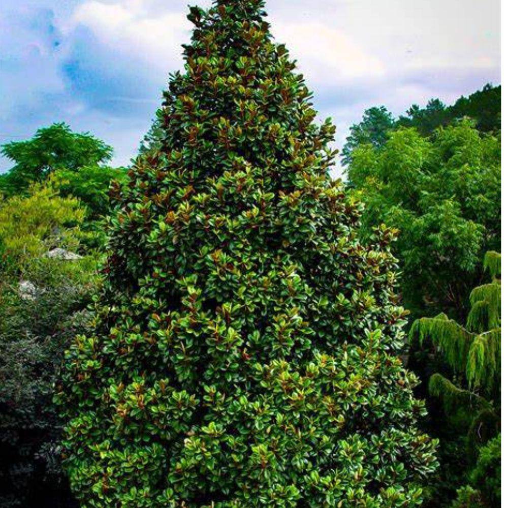 3 Gal. Teddy Bear Magnolia Evergreen Tree MAGTED03G
