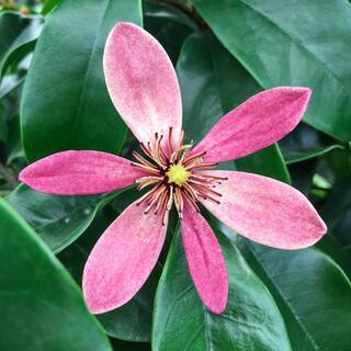 Spring Hill Nurseries Stellar Ruby Magnolia Starter Tree Live Bare Root Flowering Ornamental Tree (1-Pack) 81503