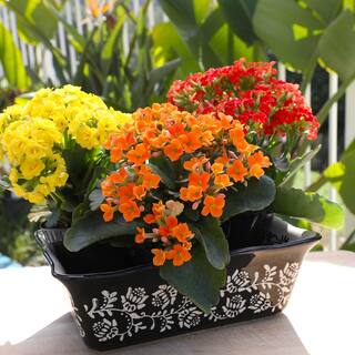 ALTMAN PLANTS 3-Pack 2.5 in. Kalanchoe Bloss Live Succulents in Assorted Colors with Terra Cotta Pots 0872860