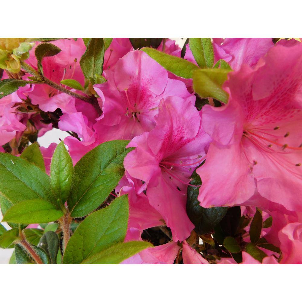 ENCORE AZALEA 1 Gal. Autumn Royalty Shrub with Pink Flowers 10380