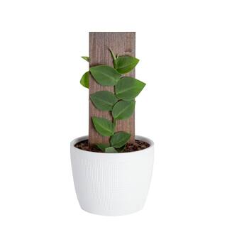 Costa Farms Trending Tropicals Shingle Rhaphidophroa Hayi Indoor Plant in 6 in. White Pot Avg. Shipping Height 1-2 ft. Tall CO.3.SHIN.TT