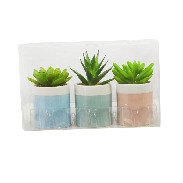 3.5 Assorted Succulents in a colorful round vase (Pack of 3)