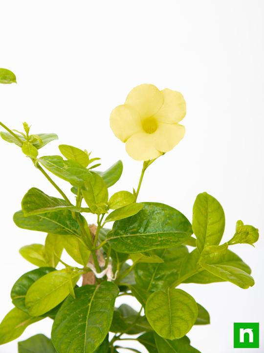 Allamanda Creeper, Pentalinon luteum (Yellow) - Plant