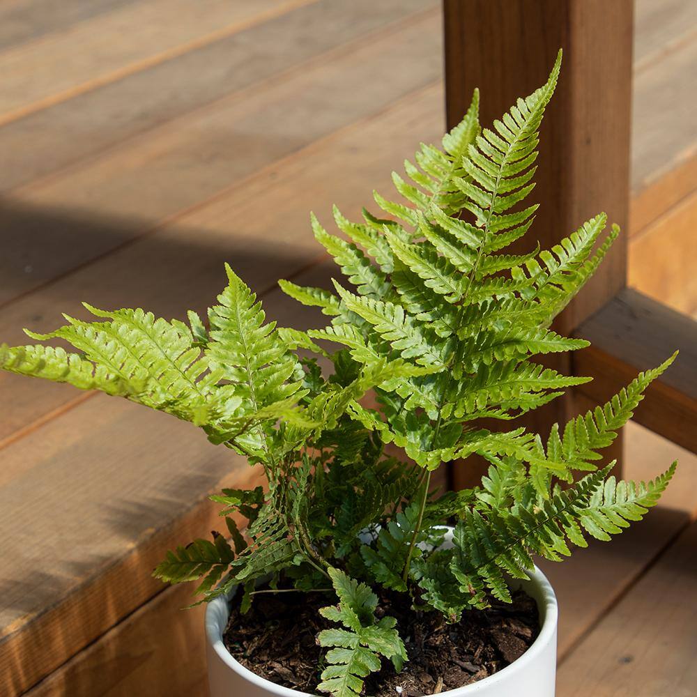 ALTMAN PLANTS 2 QT. Autumn Fern (Dryopteris Erythrosora) Garden Perennial Shrub Plant in Grower Pot 0881280