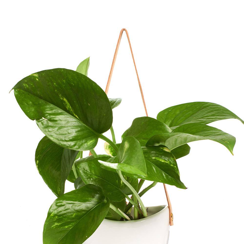 Shop Succulents 4.5 in. Pothos Devil's Ivy in Hanging White Ceramic Planter Pot with Leather Strap 1-LEATHR-POTH-4